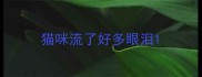 猫咪流了好多眼泪