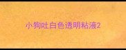 小狗吐白色透明粘液