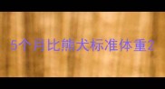 5个月比熊犬标准体重