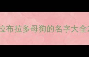 拉布拉多母狗的名字大全