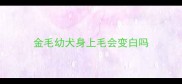 金毛幼犬身上毛会变白吗