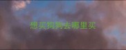 想买狗狗去哪里买