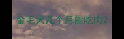 金毛犬几个月能吃肉