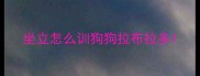 坐立怎么训狗狗拉布拉多