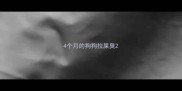 4个月的狗狗拉屎臭