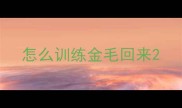 怎么训练金毛回来