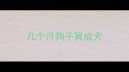 几个月狗子算成犬