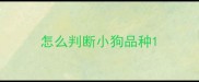 怎么判断小狗品种