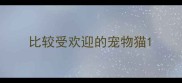 比较受欢迎的宠物猫