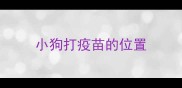 小狗打疫苗的位置