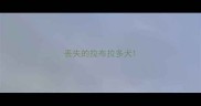 丢失的拉布拉多犬