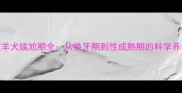 边境牧羊犬尴尬期全从换牙期到性成熟期的科学养护指南