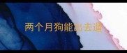两个月狗能出去遛