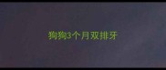 狗狗3个月双排牙
