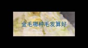 金毛哪种毛发算好