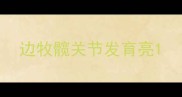 边牧髋关节发育亮