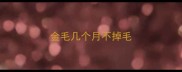 金毛几个月不掉毛