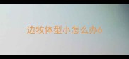 边牧体型小怎么办6