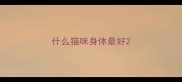 什么猫咪身体最好