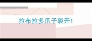 拉布拉多爪子裂开