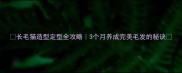 长毛猫造型定型全攻略3个月养成完美毛发的秘诀