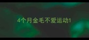 4个月金毛不爱运动