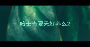 哈士奇夏天好养么