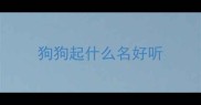 狗狗起什么名好听