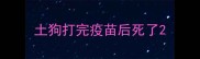 土狗打完疫苗后死了
