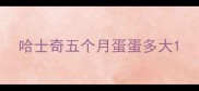 哈士奇五个月蛋蛋多大