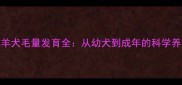 边境牧羊犬毛量发育全从幼犬到成年的科学养护指南