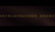浅灰哈士奇从幼犬到成犬的蜕变颜值逆袭全