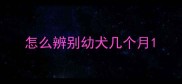 怎么辨别幼犬几个月