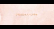 小狗出生多久可以喂食