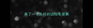 养了一个多月的边牧毛变黄