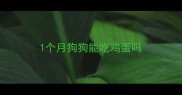 1个月狗狗能吃鸡蛋吗