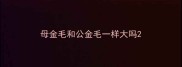 母金毛和公金毛一样大吗