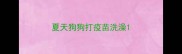 夏天狗狗打疫苗洗澡