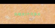 比格犬2个月多大