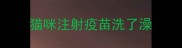 猫咪注射疫苗洗了澡