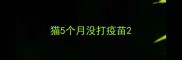 猫5个月没打疫苗
