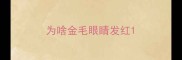为啥金毛眼睛发红