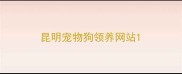 昆明宠物狗领养网站