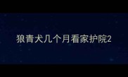 狼青犬几个月看家护院