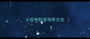 小拉布拉多饲养方法