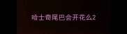 哈士奇尾巴会开花么
