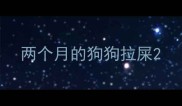 两个月的狗狗拉屎
