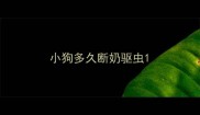 小狗多久断奶驱虫