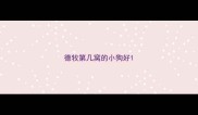 德牧第几窝的小狗好