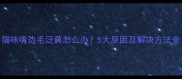 猫咪嘴边毛泛黄怎么办5大原因及解决方法全